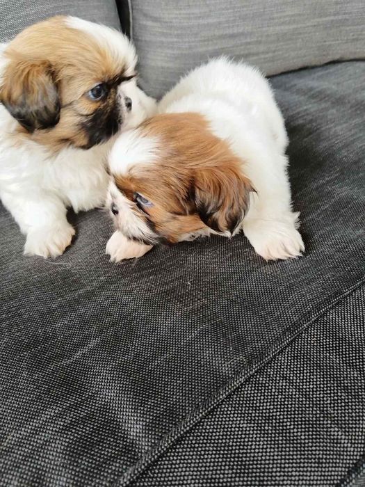 Ши тцу момченца и момиченца