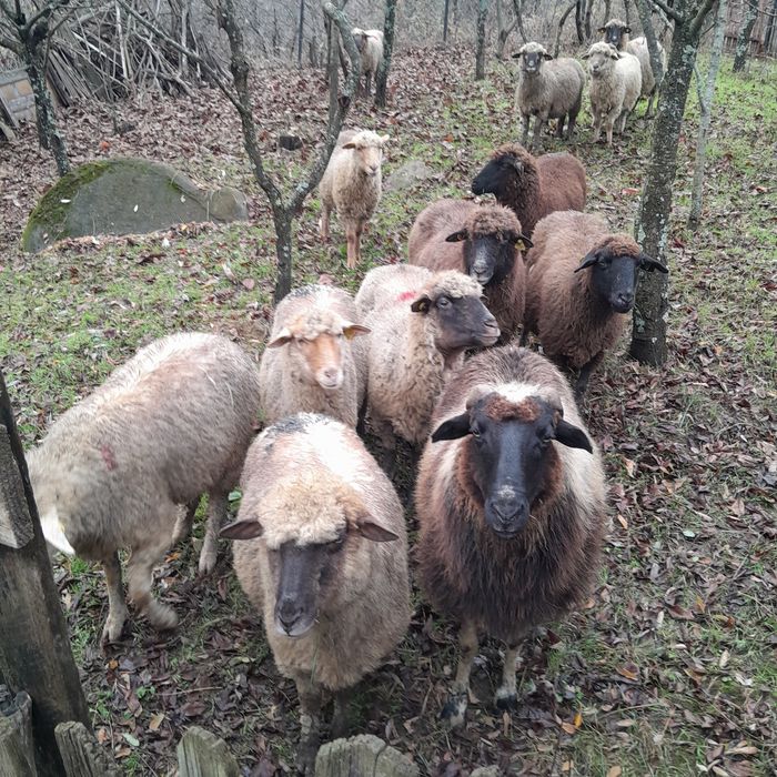 Vând 14 oi și 1 berbec