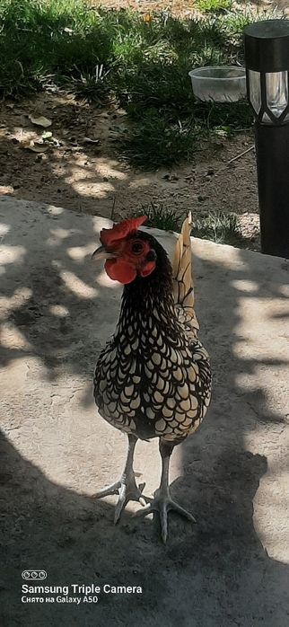 Продаю пару птиц или На обмен