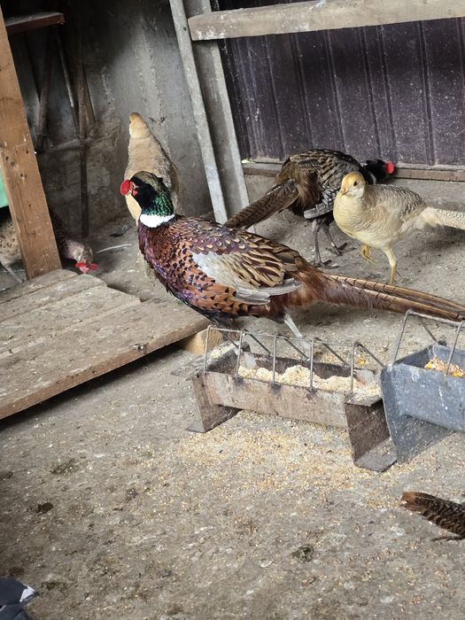 Familie fazani comuni