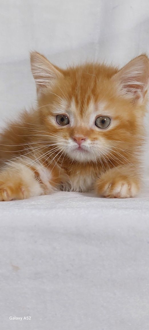 Продаётся  котята  мачкины  очень  игривые