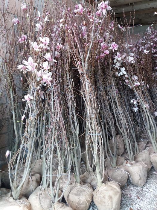Vindem magnolie de mai multe dimensiuni mai multe culori