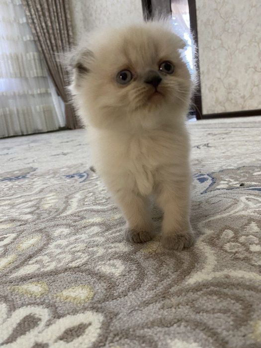 Хайленд фолд девочка