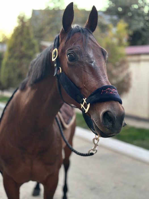 Недоуздки для лошадей+чомбур в подарок остались только в 4 цветах