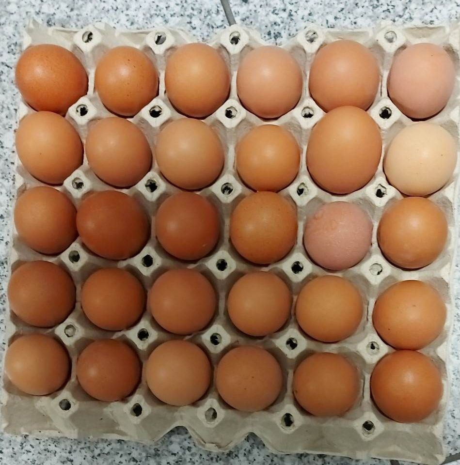 Пресни Домашни яйца