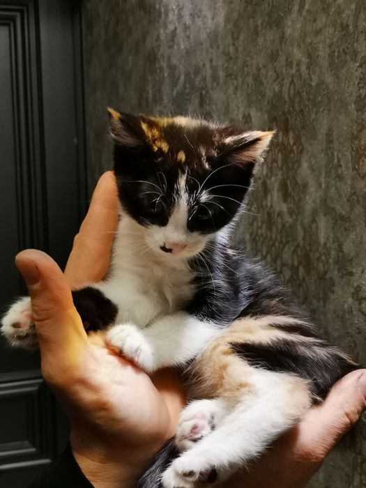 Котята в хорошие добрые руки