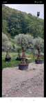 Plante decorative