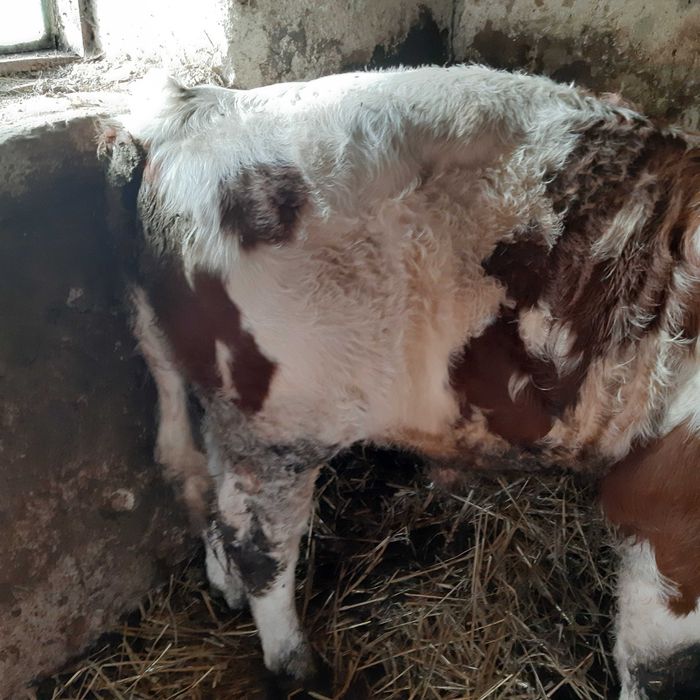 Taurasi Baltata romana