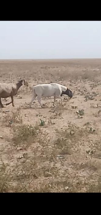 Дорпер баран. Дорпер кошкар