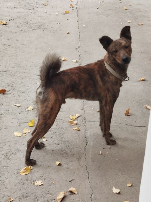 Животные умные и ласковые.