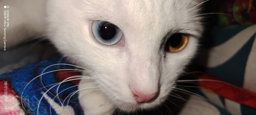 Котенок, девочка