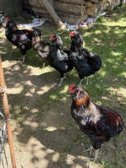 Cocosi Araucana Rasa Pura