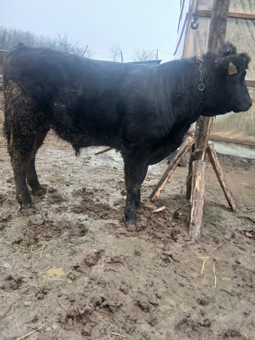 Vând taurasi bun de crescut sau de tăiat