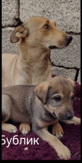 Собака- щенки бесплатно даром