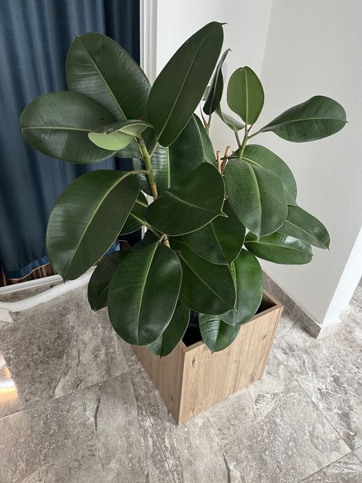 Ficus elastica robust – 110 cm, ghiveci decorativ inclus