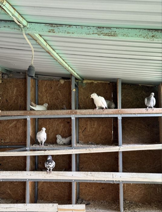 Голуби/ кептер.