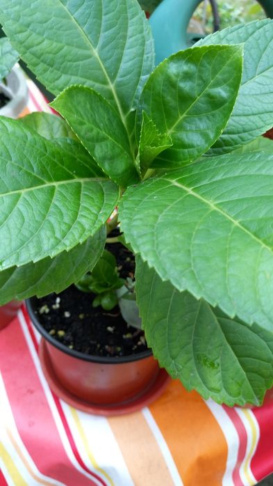 Hortensie Hydrangea  macrofylla roz.