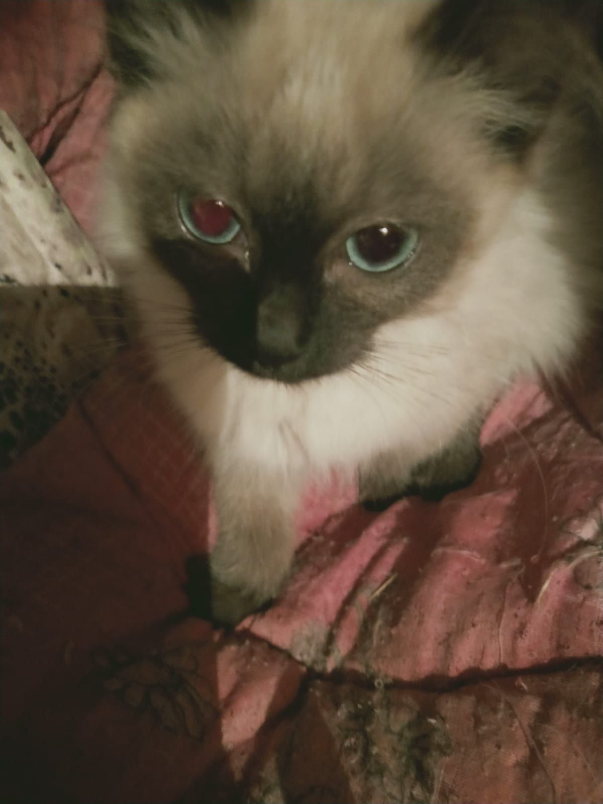Ищеи дом для котенка