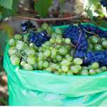 Struguri de vin