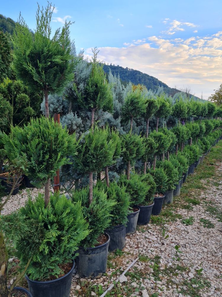 Plante ornamentalea amenajez grădini