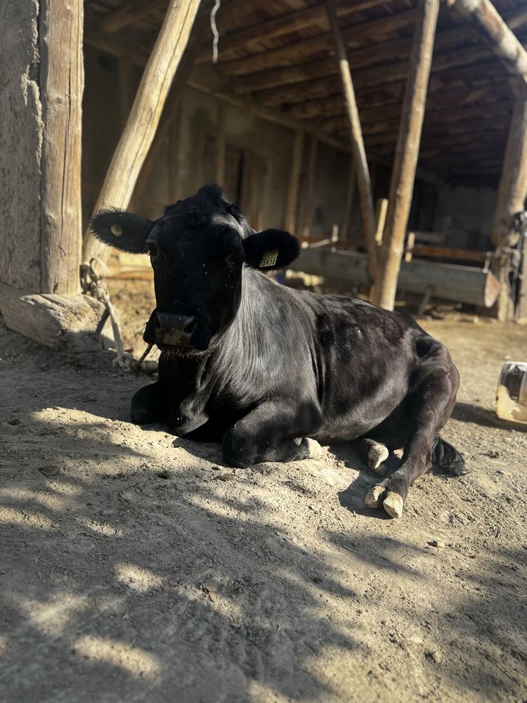 Mol Sotiladi 9 oylig g’unojin  parodaAngus yaxshi boqilgan va sog’lom