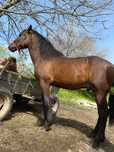 Vand metis frizian, vârstă de 2 ani,pret 1600 Euro