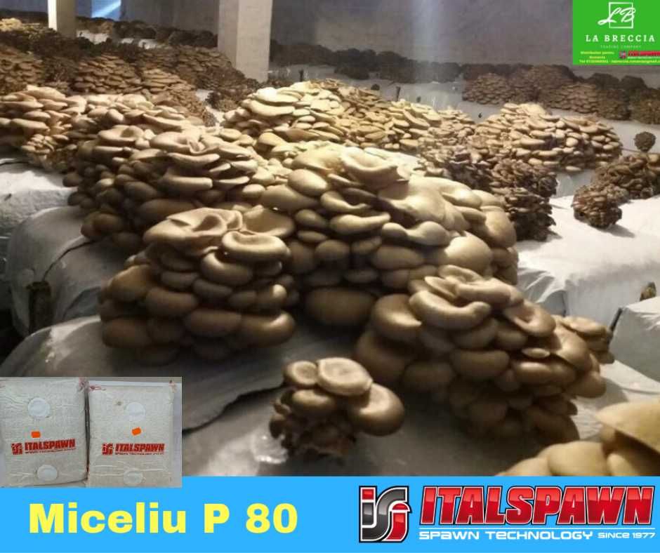 Set 3 pungi Miceliu (samanta) Pleurotus + Bonus