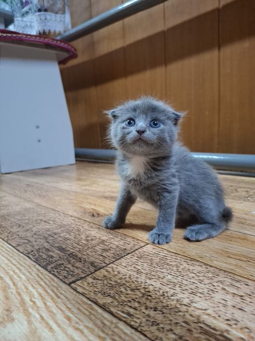Продам британских вислоухих котят