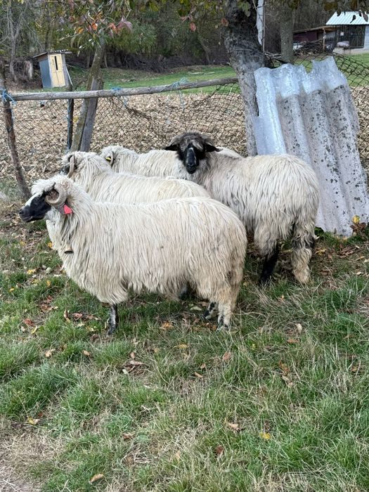 De vânzare oi tinere