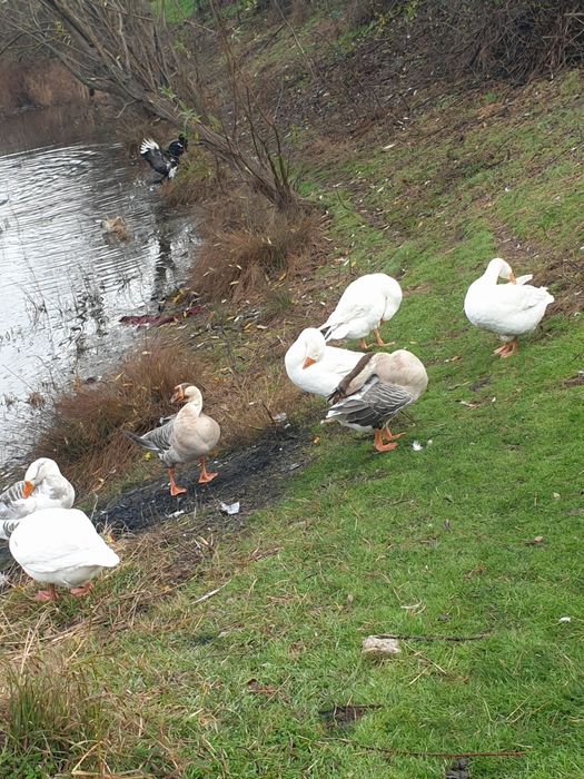 Vând gâște de baltă românești frumoase