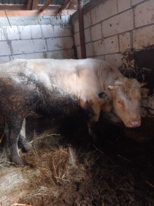 Tauri albastru belgian, 1an 6luni