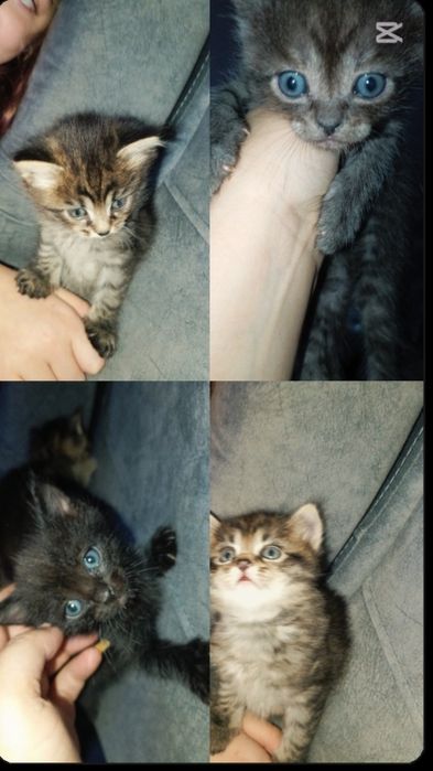 Отдам замечательных котят