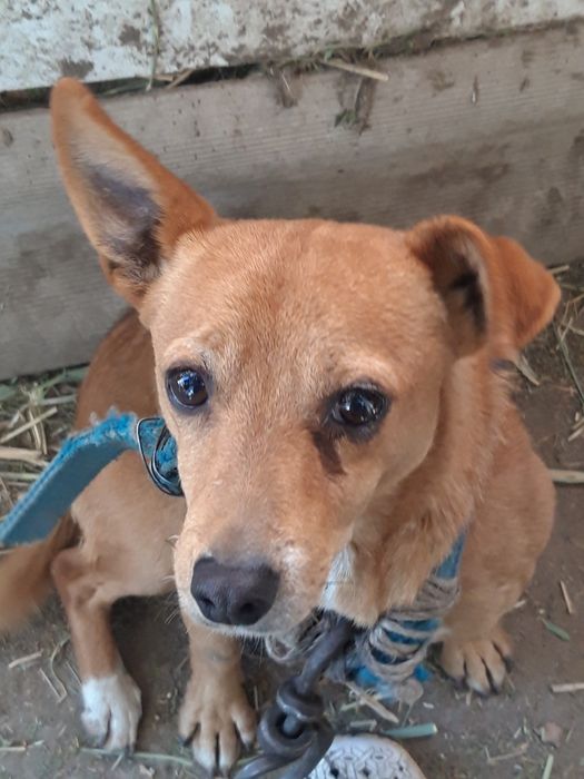 Продам кабель умный послушный цена 10.000 тенге окончательно