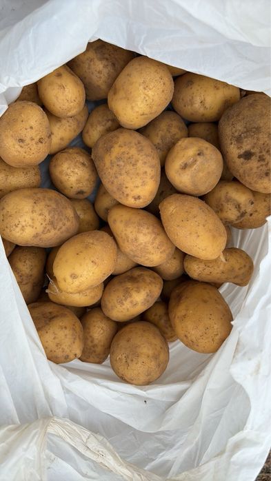 Картофи Сорая от производител