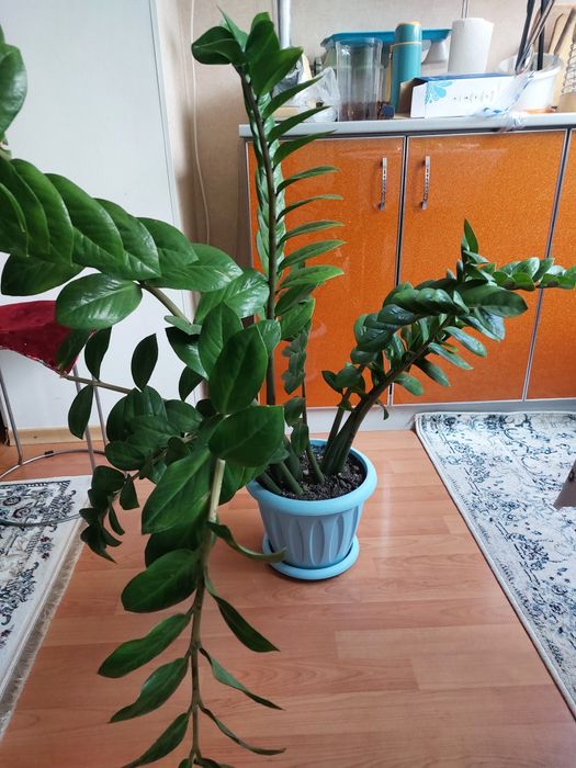 Продаётся долларовое дерево