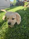 Pui Labrador Golden