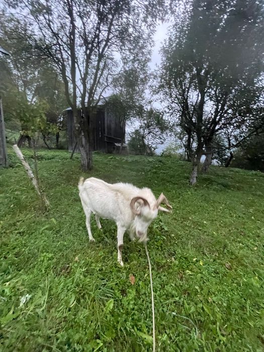 Tap și ieduta saanen