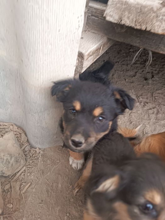 Щенки звоночки .