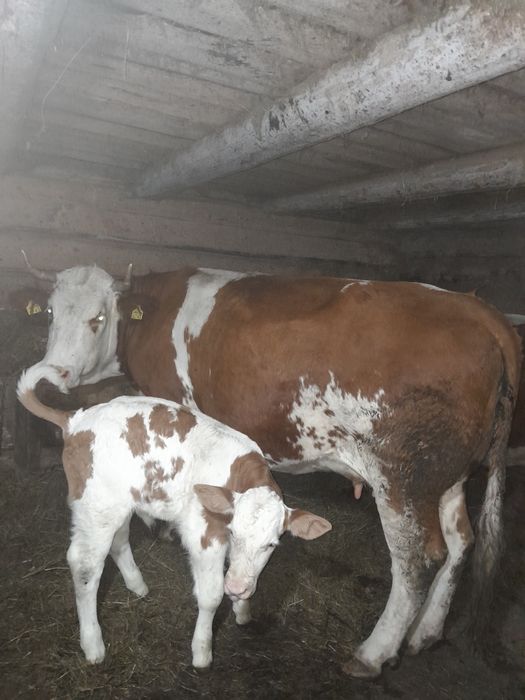 Vaca fatata cu vitel