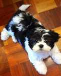 Bichon havanez fetita 500 lei