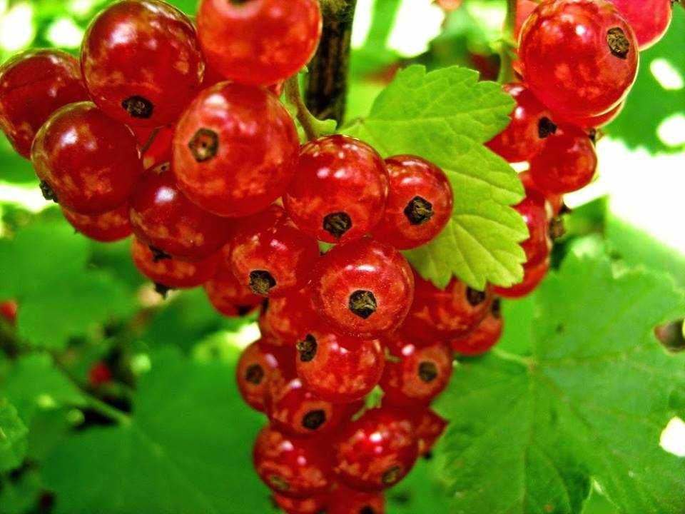 Касис – Френско грозде
Налични 5 вида