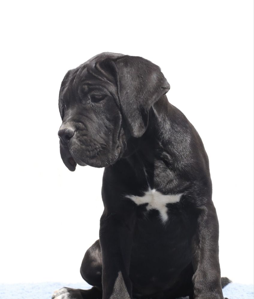 Pui Cane Corso cu pedigree FCI