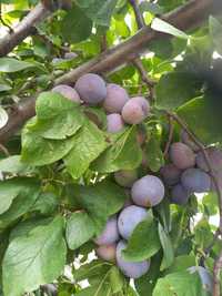 Pomi fructiferi direct de la producător