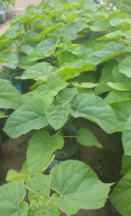 Vand puieti paulownia tomentosa ( la ghiveci )