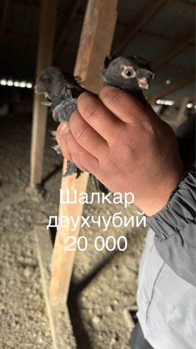 Голубь(кептер)