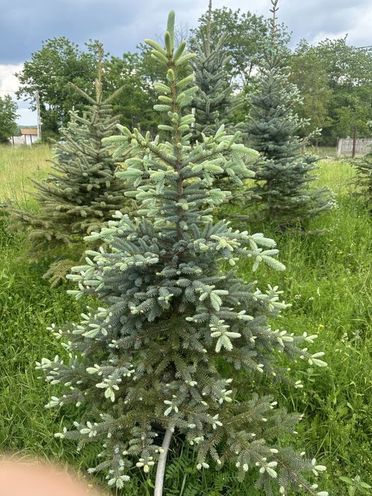 Brad la ghiveci / Mesteacan / leylandii