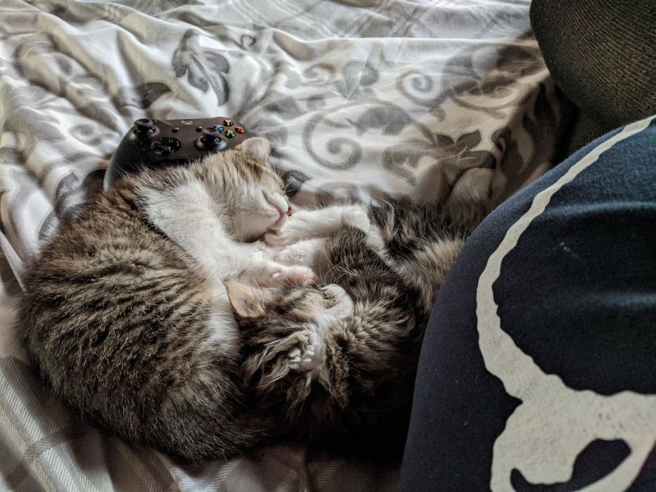 Pet sitter / Home sitter / Bona animale de companie la domiciliul dvs.