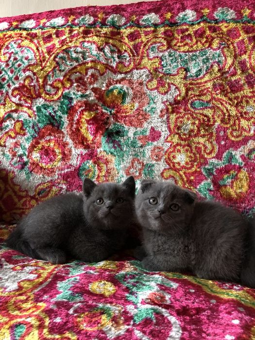 Кошки скоттиш фолд +британские