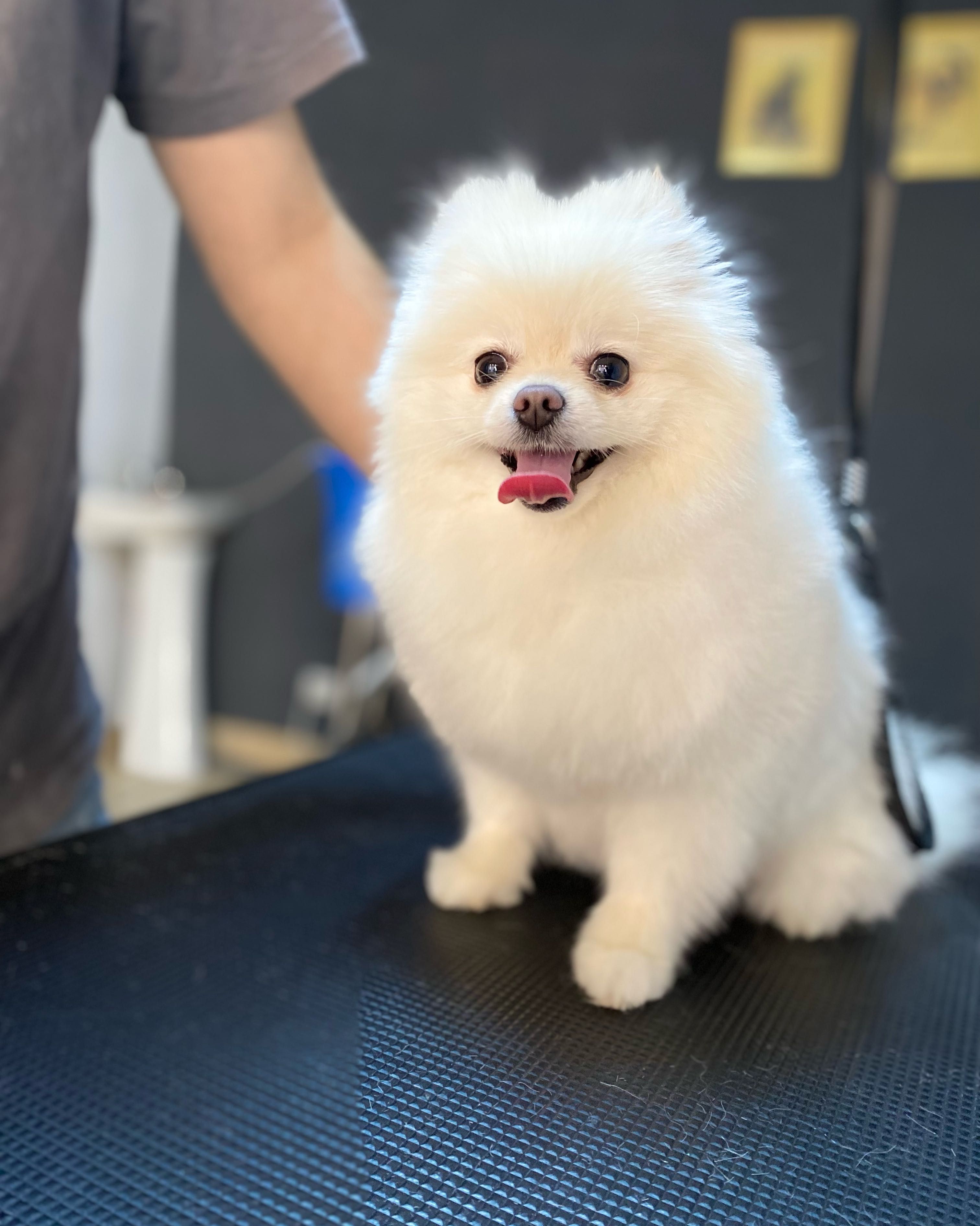 Frezerie Canină și Felină Galați !