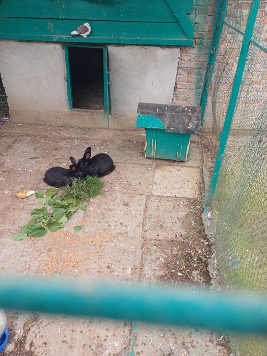 Vând 2 iepuroi tineri